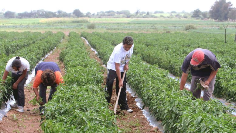 Fenómeno de El Niño amenaza producción agropecuaria y acceso al agua en Guanacaste